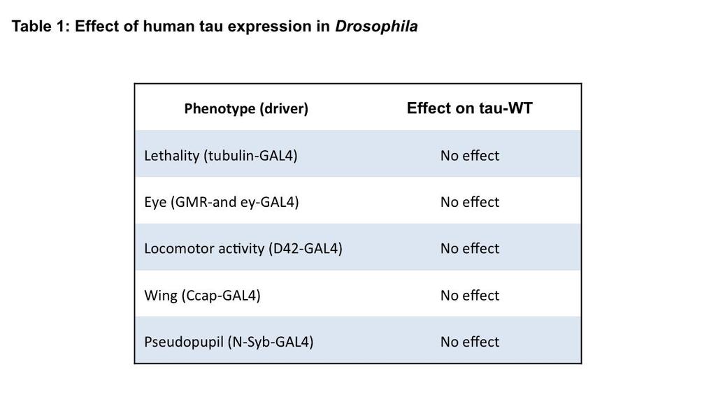 Table 1. Effect of human tau expression in Drosophila. Human tau-wt was expressed in different tissues using specific drivers.
