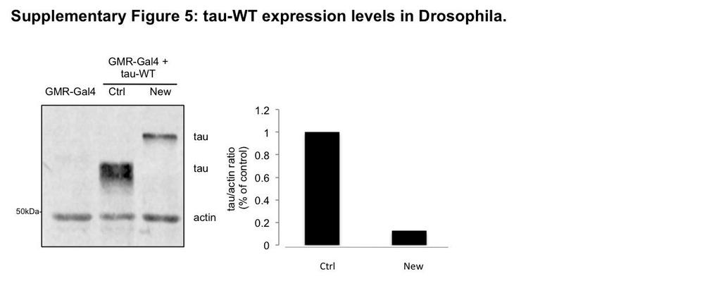 Supplementary Figure 5. tau-wt expression levels in Drosophila. Western blot shows different tau-wt expression levels when expressed in the eye using GMR-GAL4 at 25 C (new).