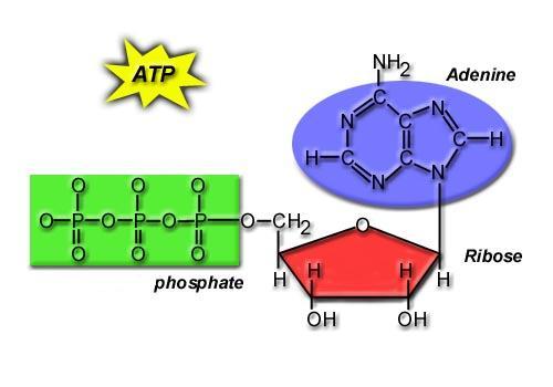 CHEMICAL STRUCTURE OF ATP Adenine Base 3 Phosphates