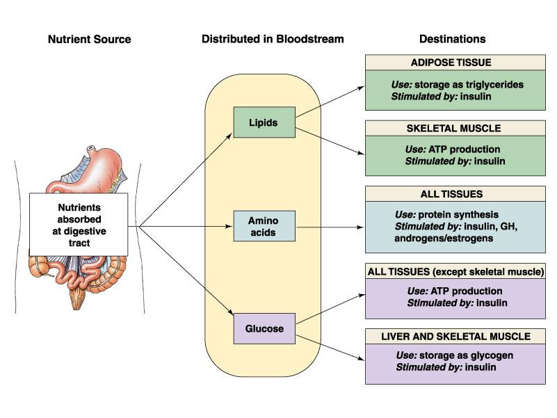 SUMMARY OF THE INTERCONNECTION BETWEEN TISSUES AND METABOLISTIC REACTIONS LIPID METABOLISM OVERVIEW: THE ROLE OF THE