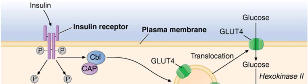 muscle and adipocytes β-cell GLP-1R?