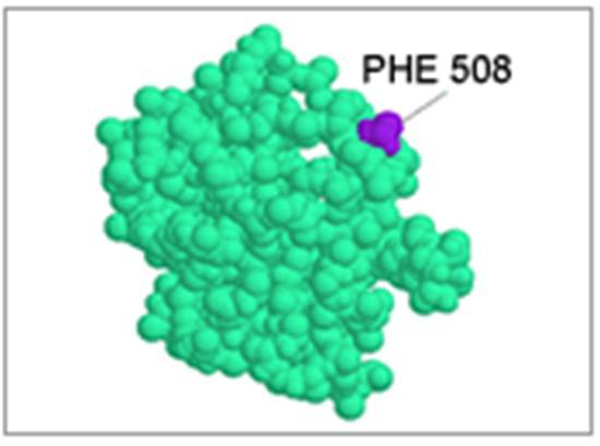 delta F508 mutation Incorrect folding- degradation. - never reaches the cell membrane.