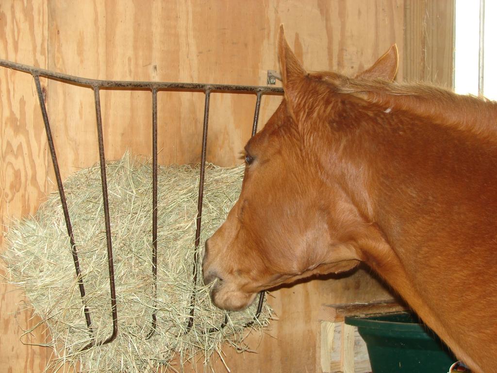 ANR-1471 The difficult financial times combined with the last several years of drought may tempt many Alabama horse owners to try to save money by skimping on both the amount of hay they feed their