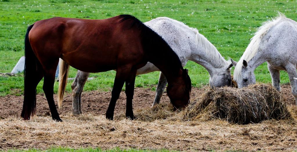 Poor-quality hays may not provide enough energy to meet the horse s daily requirements resulting in weight loss if the horse does not receive supplemental concentrate feed.