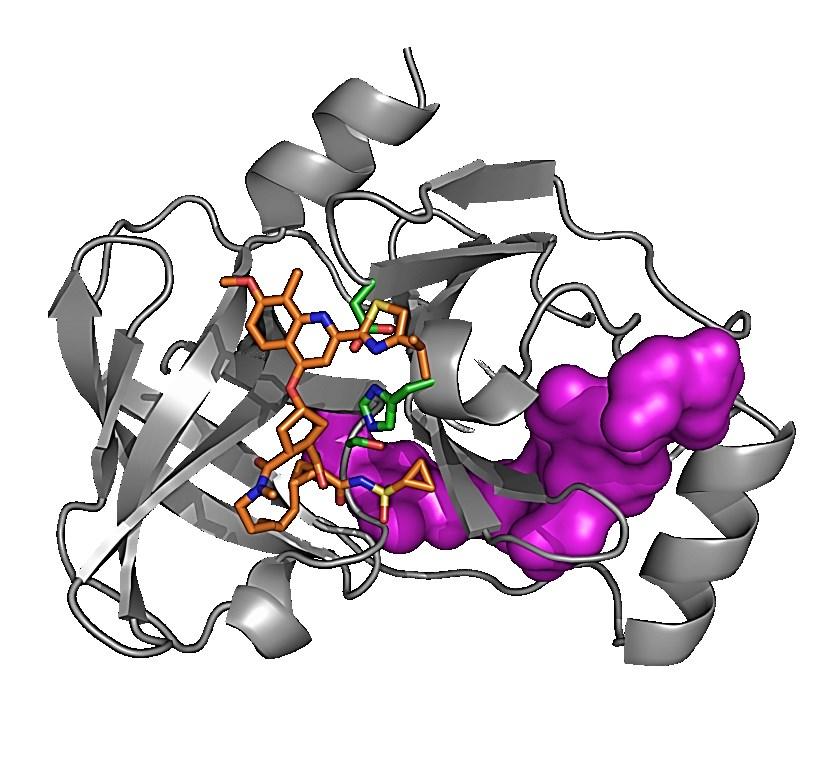 Simeprevir (SMV) NS3 protease SMV Truncated peptide form of the NS4A co-factor Once-daily capsule, HCV NS3/4A protease with pan-genotypic activity with the exception of genotype 3 1,2 Approved in the