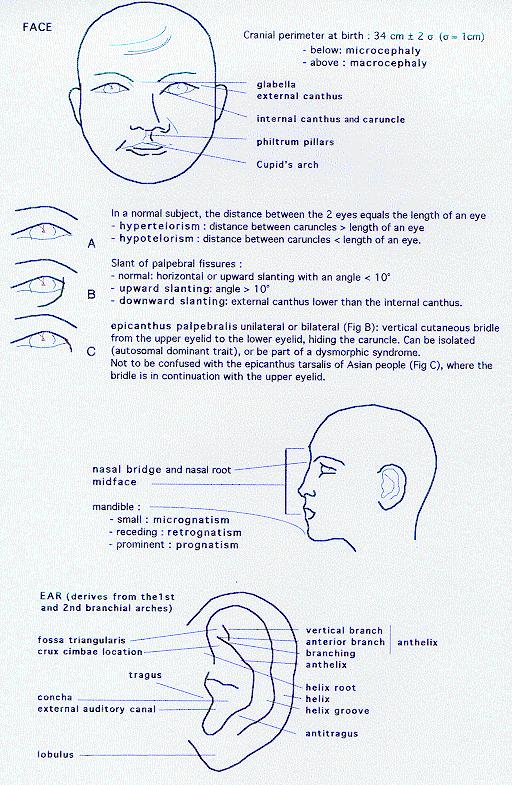 FACE: Semiology and Embryology Atlas