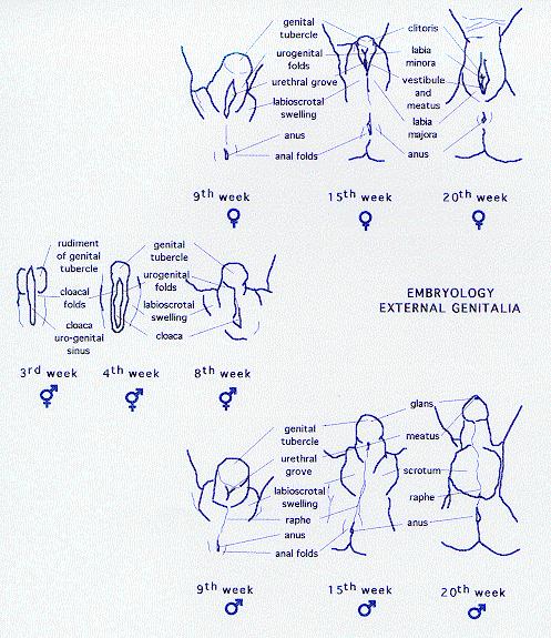 GENITALIA: Embryology This article should be referenced as such:. Embryology, Semiology, Dysmorphology.