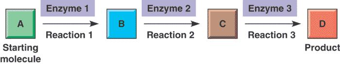 Enzymes are specific for substrates (reactants) in different ways: Tb. 2.