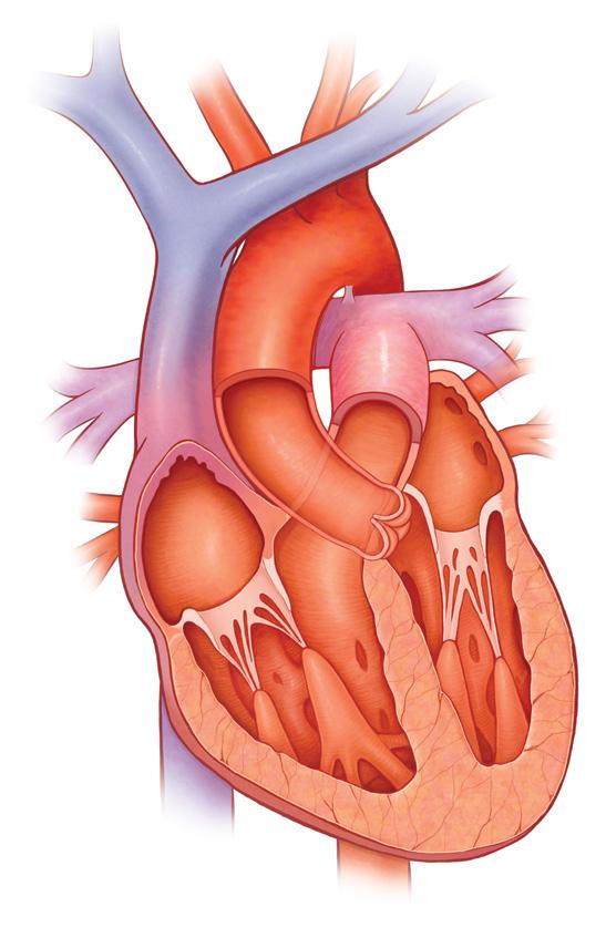 ABOUT THE HEART How the Heart Works A healthy heart beats around 100,000 times a day. The heart s job is to supply the body with oxygen-rich blood. The heart has four chambers.