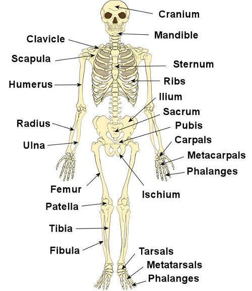 Human Skeleton Source: http://humansanatomy.org There are generally three levels of identification that can be utilized to distinguish between human and animal bones. 4. Gross skeletal anatomy, 5.