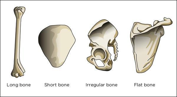 Different Kinds of Bone Source: http://www.thunderboltkids.co.za B. Dentition Dentition varies greatly between humans and animals, and even between different species of animals.