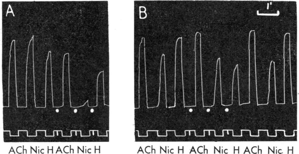 PERISTALTIC REFLEX 133 ACh Nic H ACh Nic H ACh Nic H ACh Nic H ACh Nic H FIG. 2.-Isolated guinea-pig ileum. Bath volume 15 ml. Contractions of longitudinal muscle. Time in min.