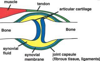 bone Serves to move the bone or structure Ligament anatomy Less regular