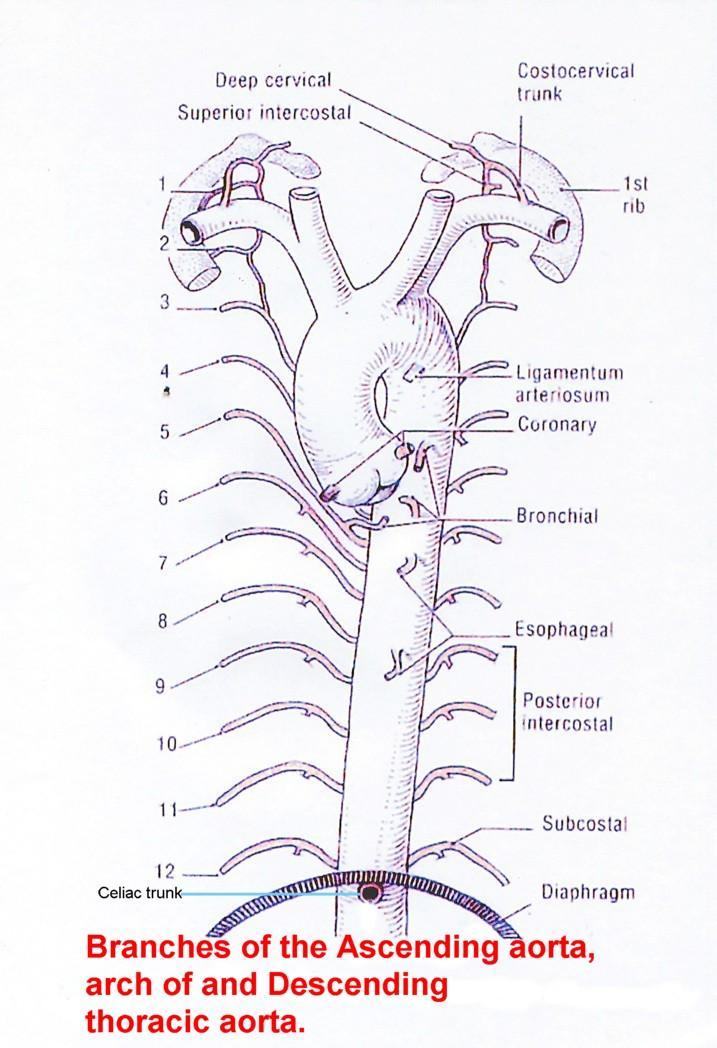 1 THE AORTA AND IT S MAJOR BRANCHES The aorta commences at the aortic valve, above the vestible of the left ventricle and terminates at the level of the fourth lumbar vertebra (L4), where it