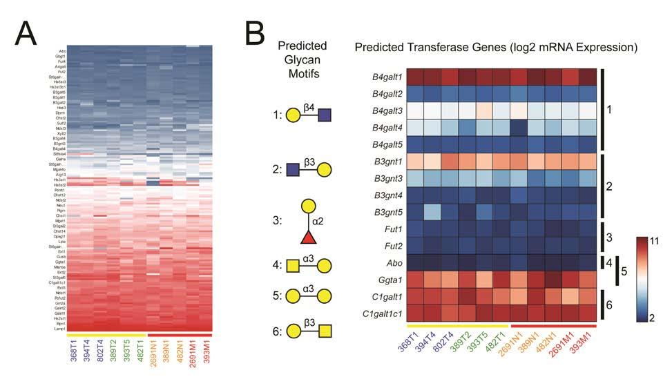 Supplementary Fig. 11. Gene expression microarray analysis of glycosyltransferases shows no evidence of differential regulation of transferases that generate galectin-3 ligands.