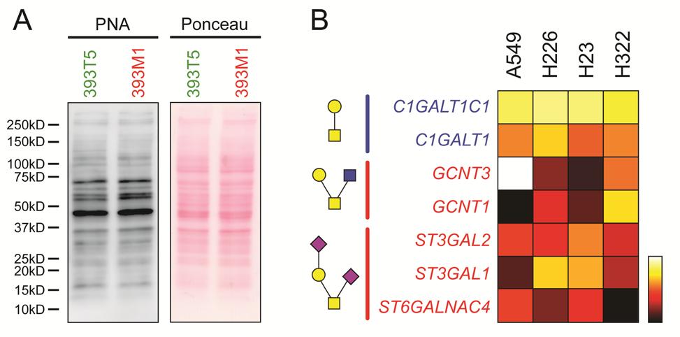 Supplementary Fig. 13. O-linked core 1 disaccharide synthesis is unaltered during metastatic progression, but branching and elongation affect T-Antigen surface presentation.