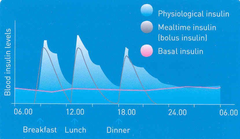 What is a basal-bolus regimen? Long acting (also known as basal) insulin is usually combined with a rapid acting (also known as bolus) insulin.