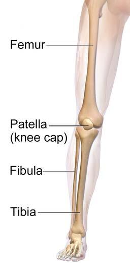 Pelvic girdle (hip girdle) Consists of the pelvis & sacrum.