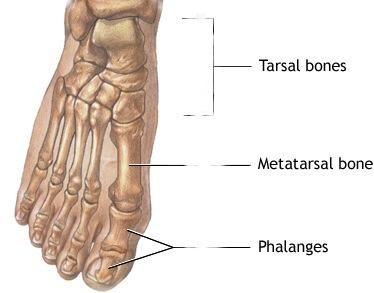 The Tarsals form the Ankle and are: Talus Navicular Calcaneum