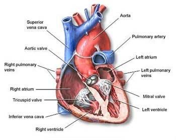 left and right Pulmonary Arteries The Heart rate of a healthy adult is about 70 beats per minute (bpm) while resting, rising to around 80 bpm while standing, and with fairly