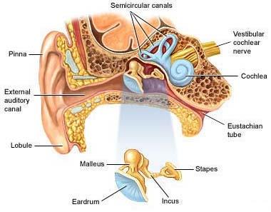 about 200gm Ears The organs of hearing and balance The Outer Ear deflects sounds into a Canal leading to the Eardrum, which causes it to vibrate These vibrations are