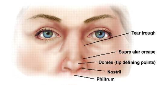 white part) The Conjunctiva (a thin layer of tissue covering the front of the Eye, except the Cornea) Nose Nose is the primary organ for breathing, smell, it filters air that travels into the Lungs,