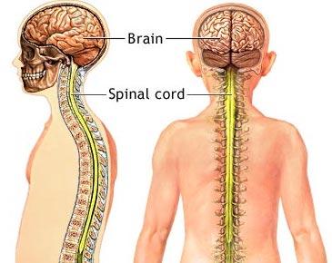 Spinal Cord The Spinal Cord extends from the Medulla Oblongata to the 1st Lumbar Vertebra The