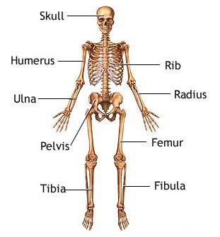 the Skull, Sacrum and the Coccyx The Skeleton matures at 25 years The only Bone without a