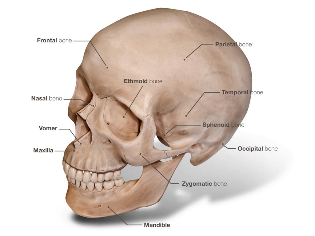 Skull Consists of 8 Cranial and 14 Facial Bones.