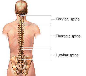 turning of the head Thoracic Cage (Rib Cage) Consists of the 12 Thoracic Vertebrae, plus 12 pairs of Ribs
