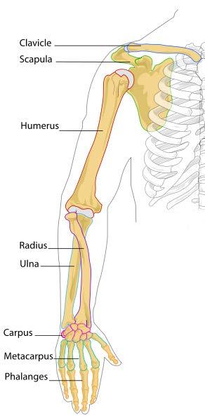(5) Phalanges (14) The Carpals form the wrist and are: Capitate Hamate Lunate Scaphoid Pisiform