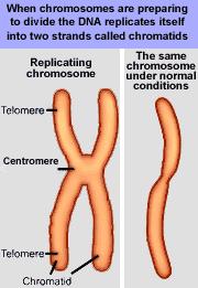 Chromosomes exist in 2 different states, before and after they replicate their DNA.