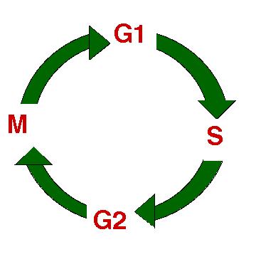 Interphase. During interphase the cell increases in size, but the chromosomes are invisible. The 3 stages of interphase are called G1, S, and G2.