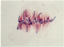 Metaphase is a short resting period where the chromosomes are lined up on the