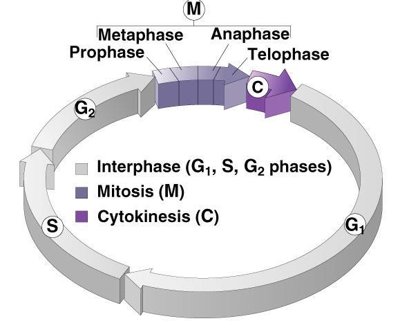 Phases of the Cell Cycle Interphase G 1 - primary growth S -