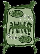 in animal cells: cell