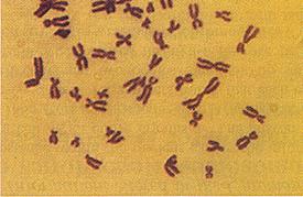 Chromosomes Genetic information is passed on