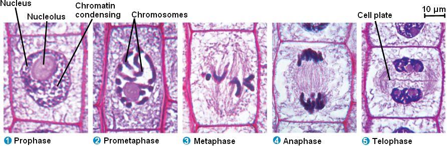 Plant Cell Mitosis Has no asters Has a
