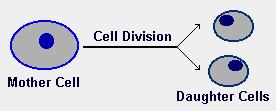 Cell Division in Eukaryotes!