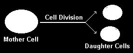 cycle of cell division The division of regular cells 1 cell and 1