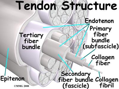 Tendons are made up of strands of a material called collagen. The collagen strands are lined up in bundles next to each other. Contracting the biceps muscle can bend the elbow upward.