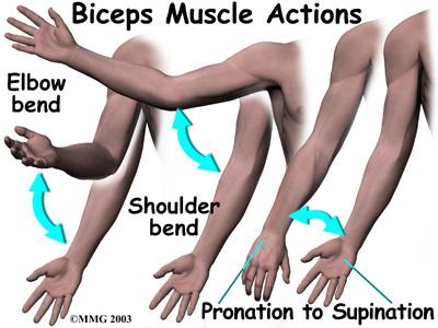 This movement is called supination, which positions the hand as if you were holding a tray. Causes Why did my biceps rupture?