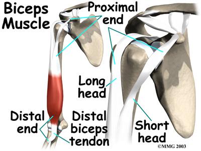 Because the collagen strands in tendons are lined up, tendons have high tensile strength. This means they can withstand high forces that pull on both ends of the tendon.