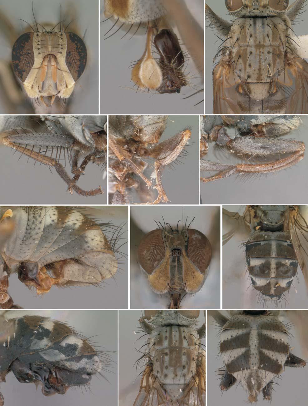 Taxonomy and morphology of Apsil Malloch (Diptera, Muscidae, Coenosiinae, Coenosiini) with new records, 237 1 mm 13 0,5 mm 14 1 mm 15 1 mm 1 mm 16 17 1 mm 18 0,5 mm 19 0,5 mm 20 1 mm 21 0,5 mm 22 1