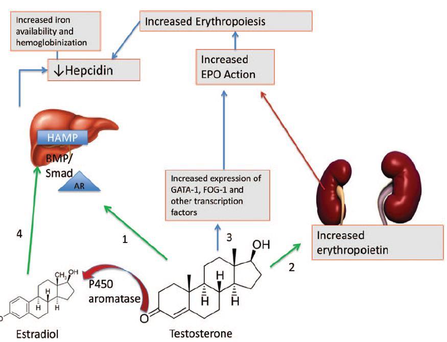 Testosterone Induces Erythrocytosis via Increased Erythropoietin and Suppressed
