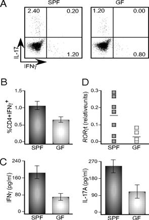 Inflammation is attenuated in GF mice on