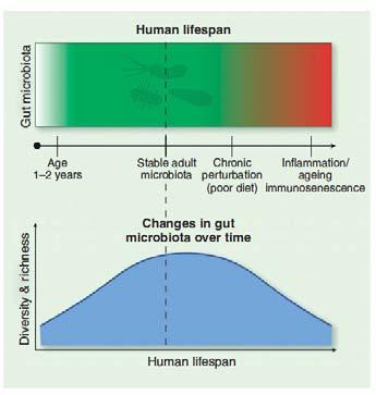 Gut microbiota Fetal gut is sterile and is colonized at the time of birth Microbiota evolve with age and increase in diversity till adolescence, after which they remain fairly
