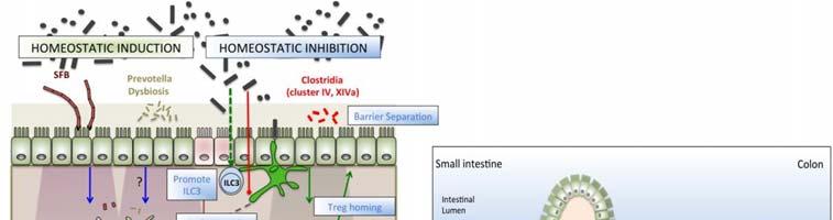 Functions of the gut microbiota Metabolic functions - Bile acid metabolism - SCFA production