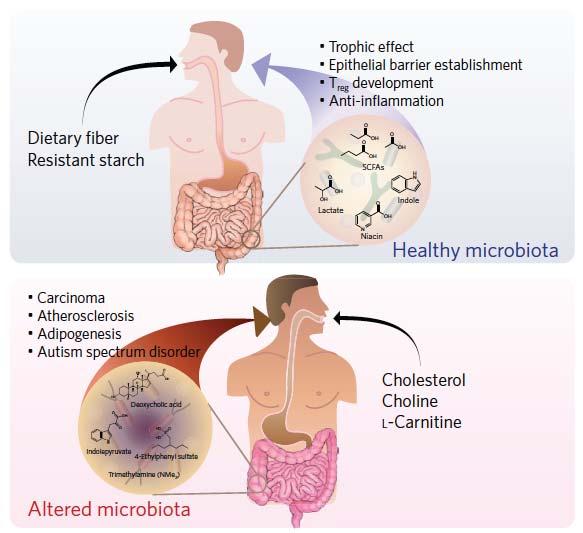 Effects of gut microbiota