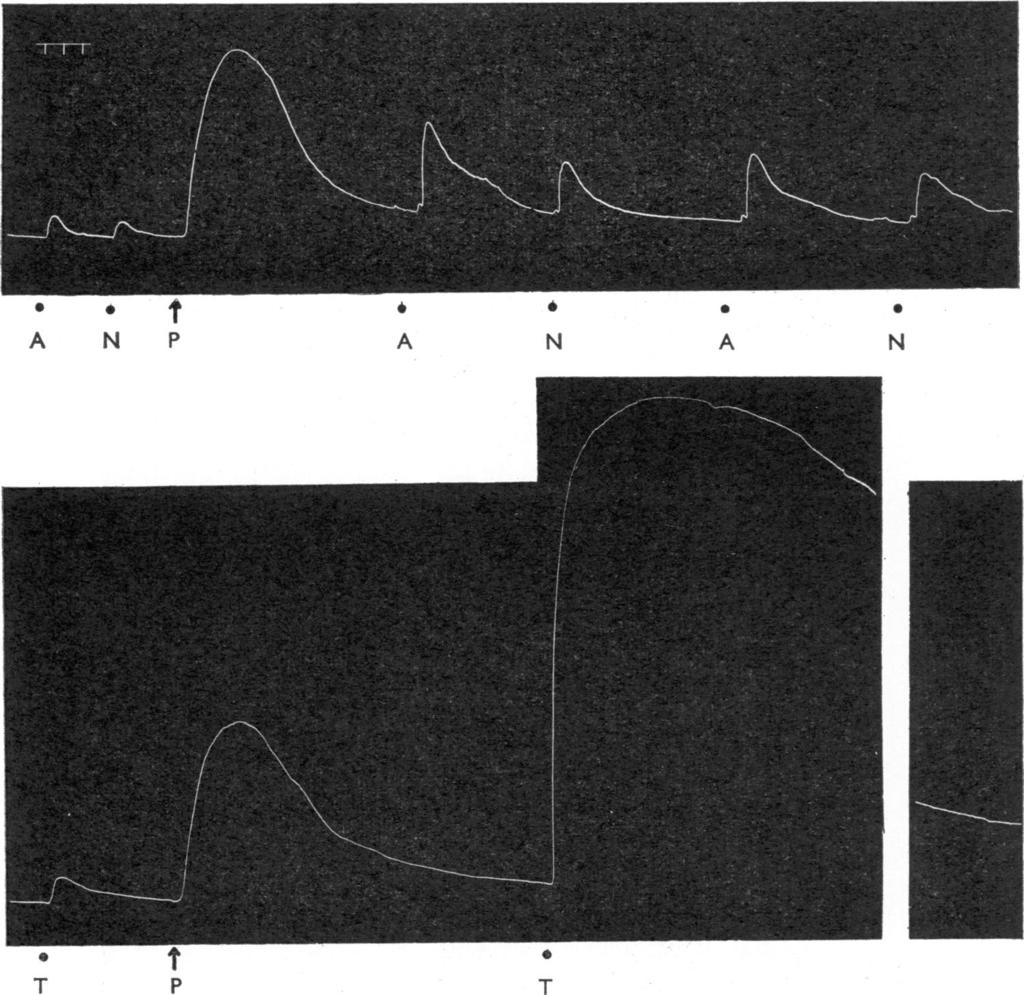 COCAINE AND ANTIDEPRESSANTS 349 * T a A N P A N A S N 4 T S T P T Fig. 7. Spinal cats. Records of contractions of acutely decentralized nictitating membrane in two experiments.
